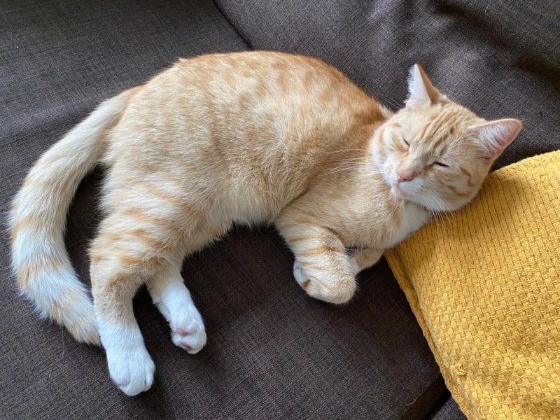 cat folding his paw while sleeping