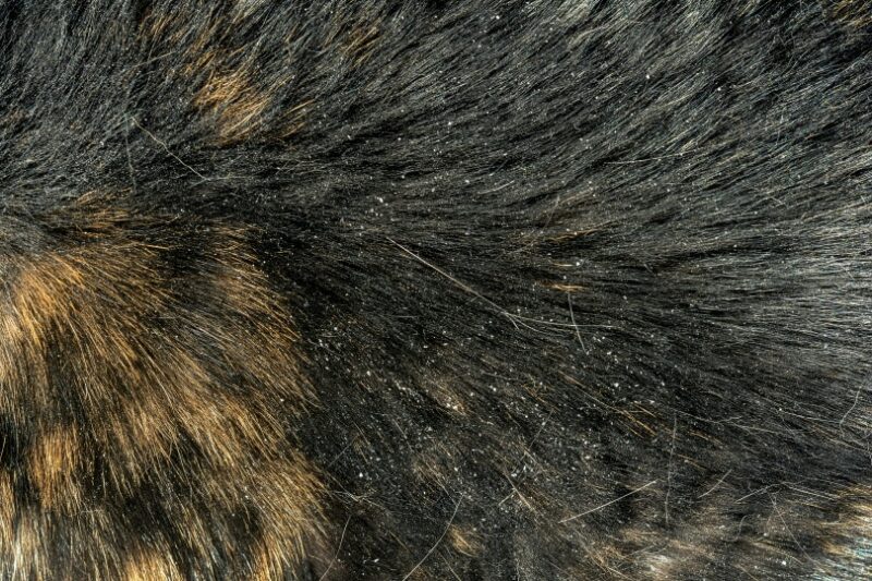 cat fur with dandruff