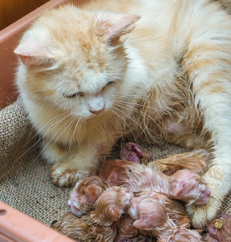 cat gave birth to kittens