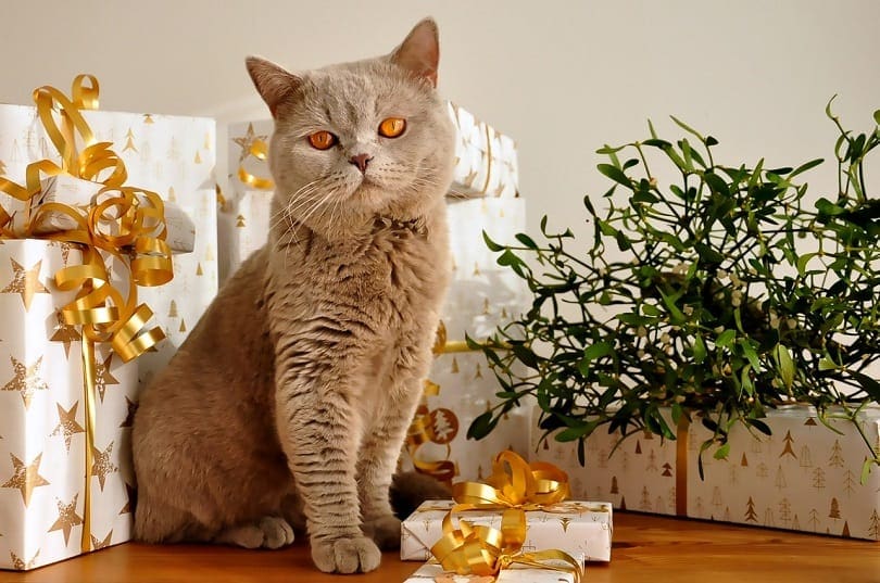 cat gift-pixabay