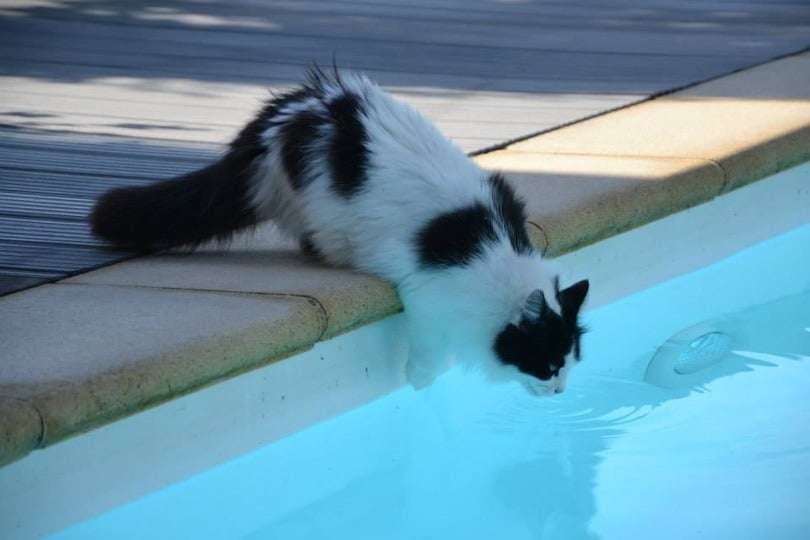 cat going to swim