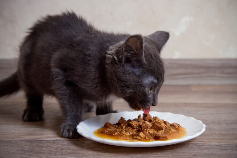6 Homemade Cat Gravy Recipes Vet Approved Healthy Options Catster