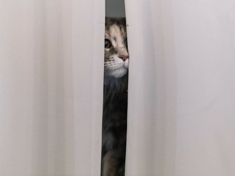 cat hiding behind the curtain