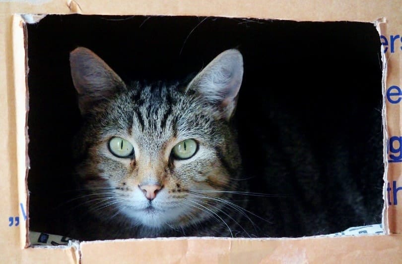 cat hiding in a box