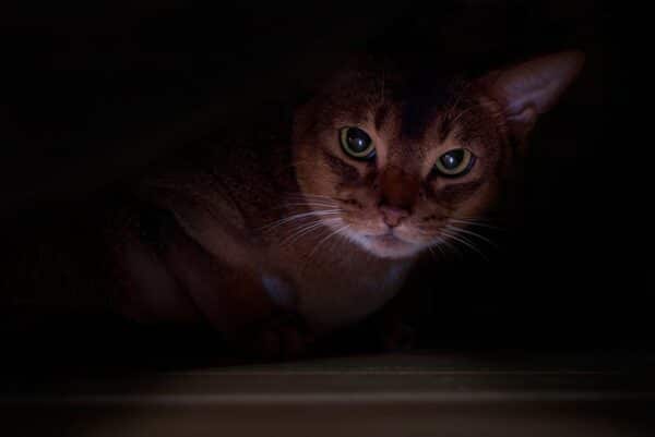 cat hiding in a dark place