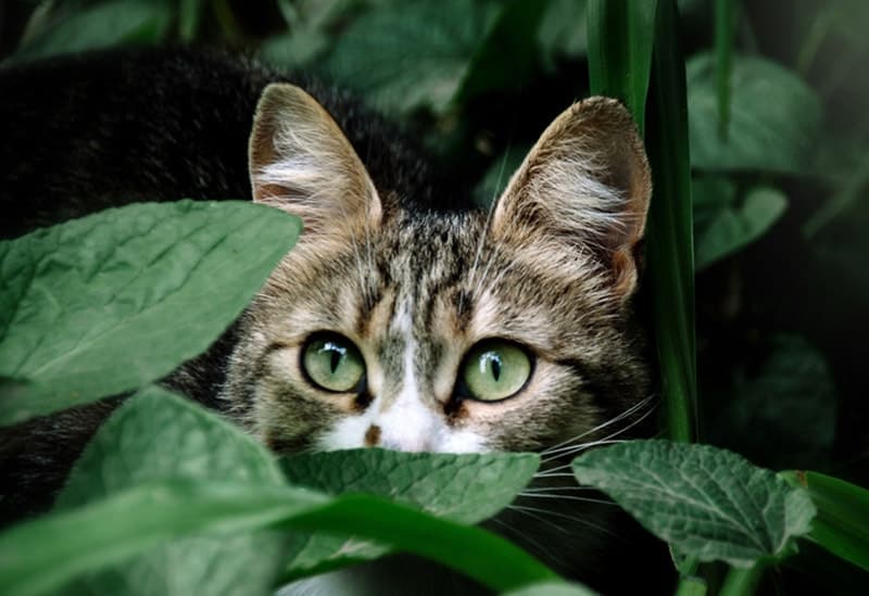 cat hiding in green leaves