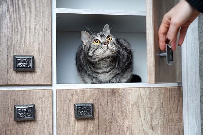 cat hiding in the cabinet