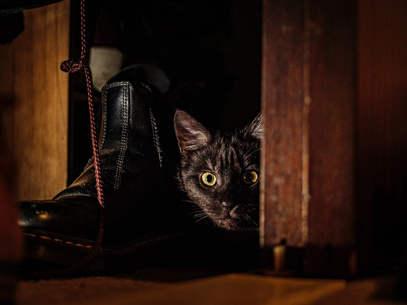 cat hiding in the wardrobe