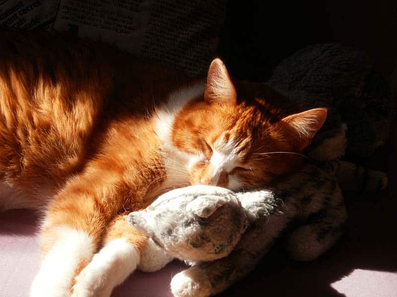 cat hugging a plushie