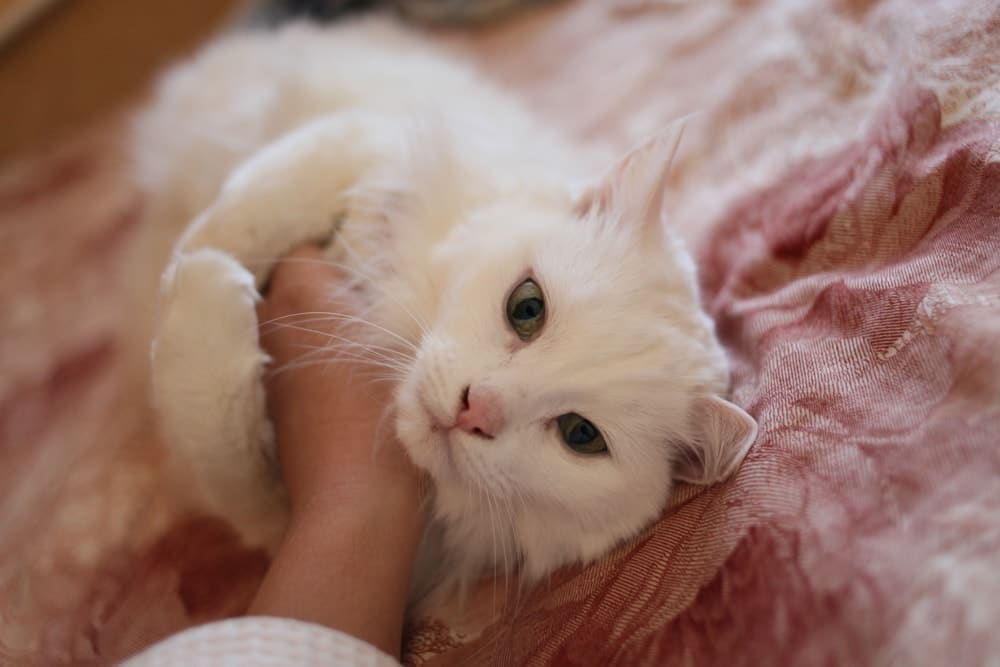 cat hugs hand