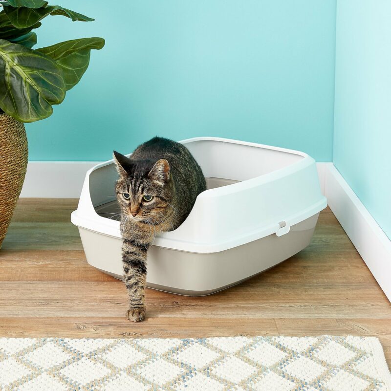 cat in Frisco Open Top Cat Litter Box With Rim