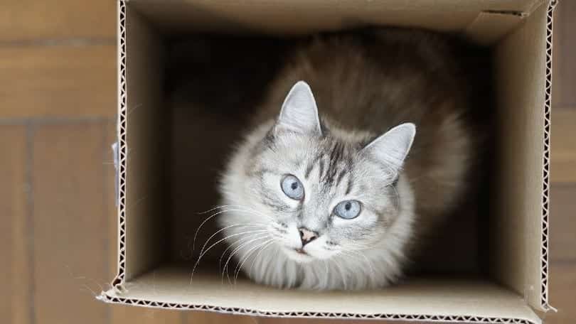 cat in a box looking up