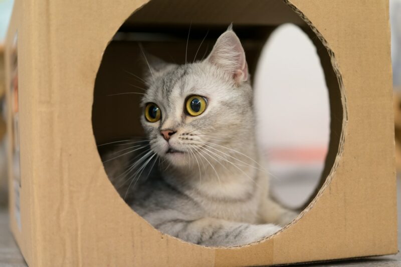 cat in a cardboard box