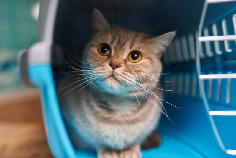 cat in a carrier