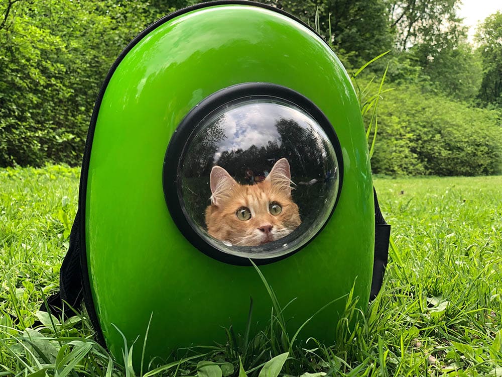 cat in a green cat carrier