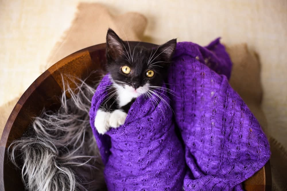 cat in a purple fabric