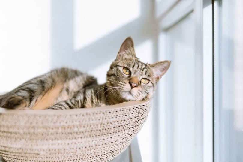 cat in bed