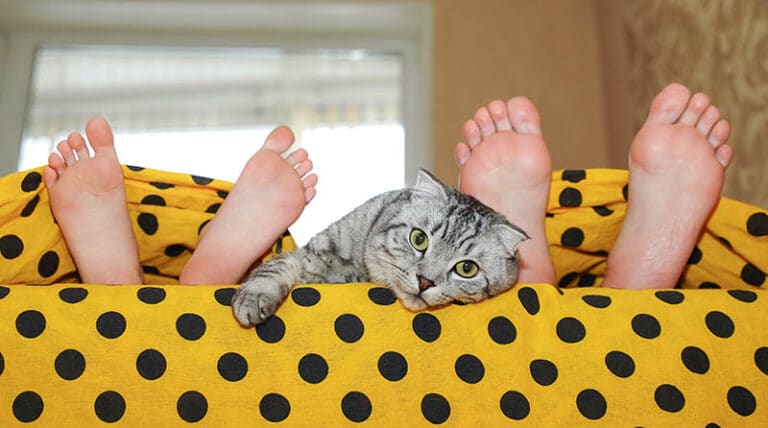 Stop My Cat From Waking Me Up photo