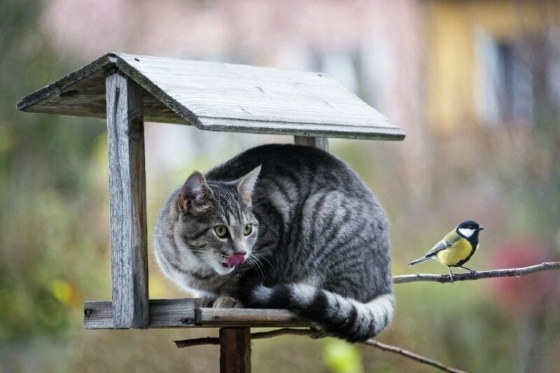 cat in bird house