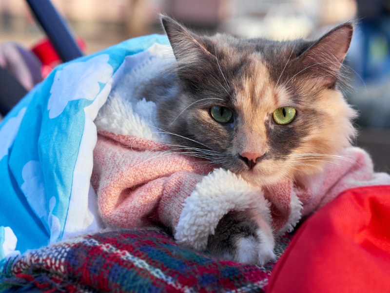 cat in blanket and jumpsuit lying outside the car