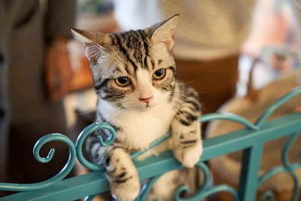 cat in blue gate_Chunli Ju_Unsplash