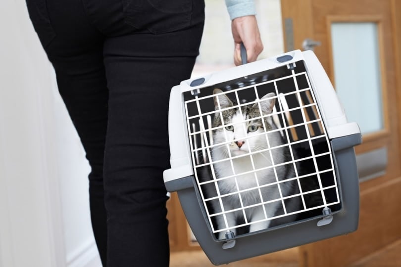 cat in cat carrier