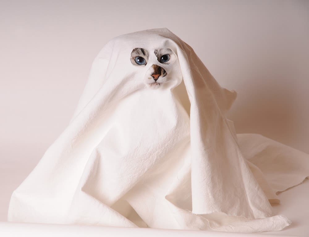 cat in ghost costume bed sheet scary spooky