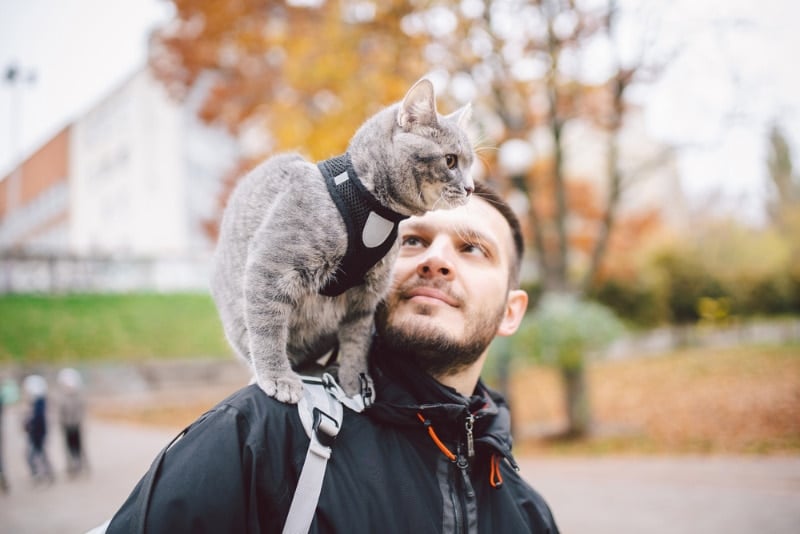 cat in harness sitting on the owner's shoulder