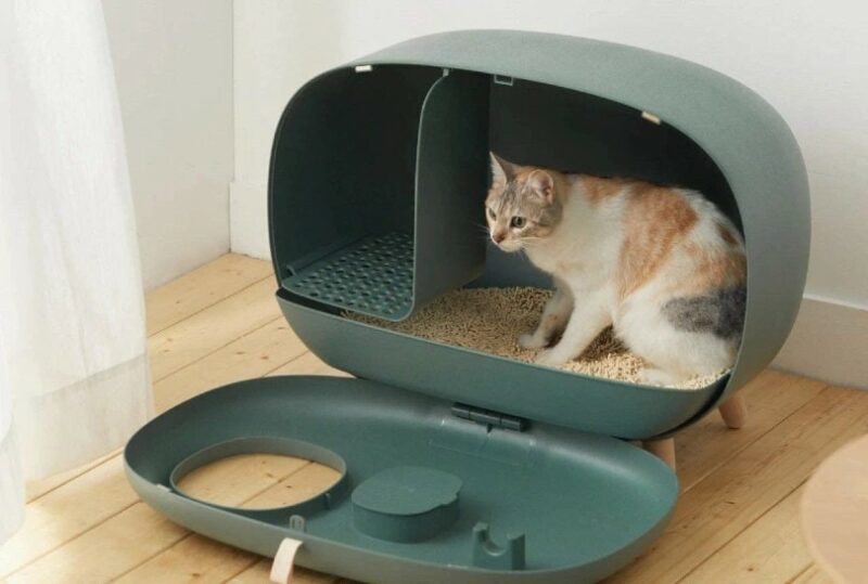 cat in her modern cat litter box at home