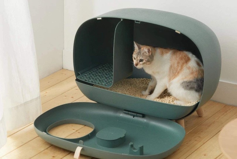 cat in her modern cat litter box at home