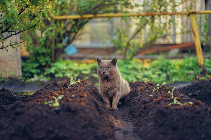 cat in the garden