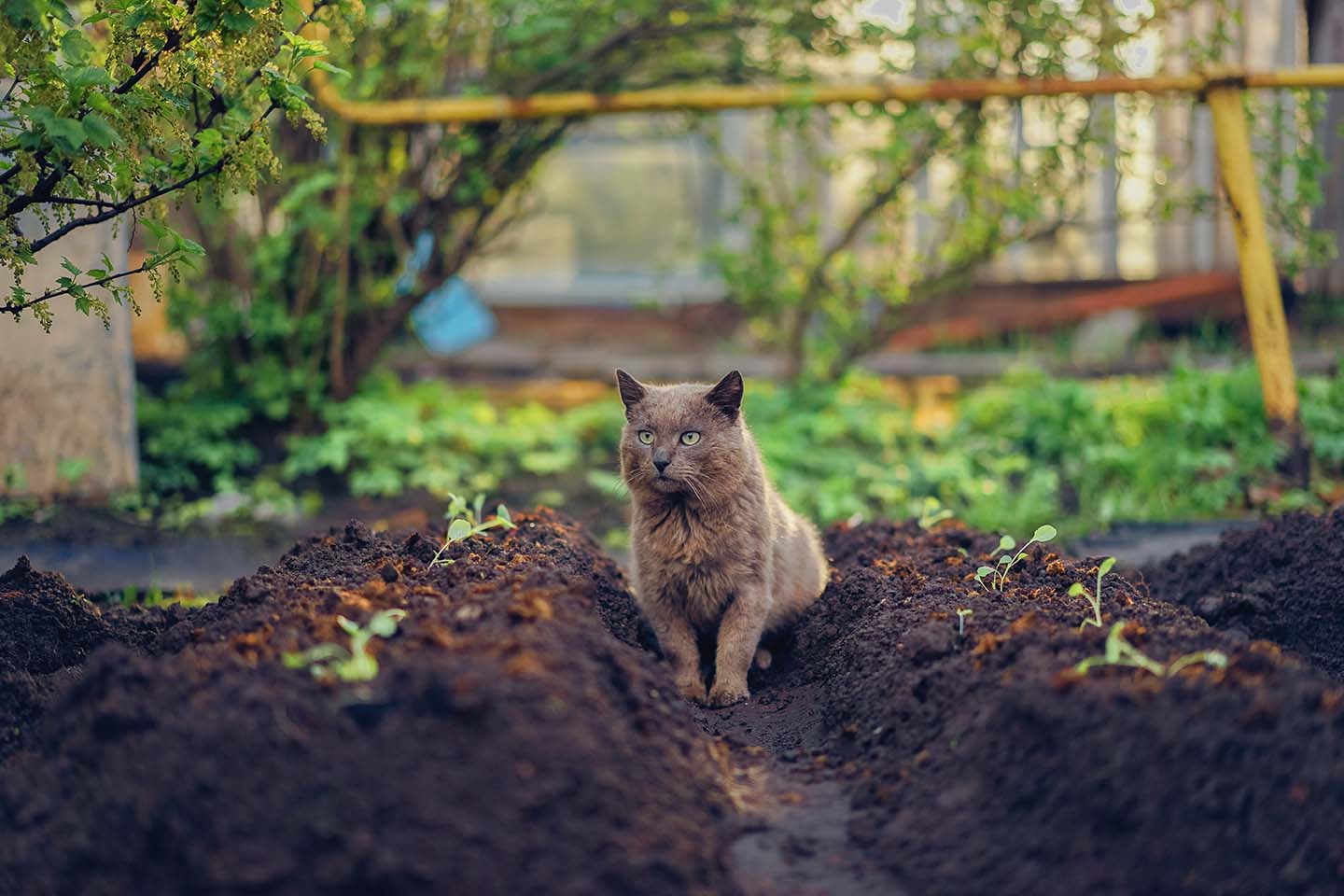 cat in the garden