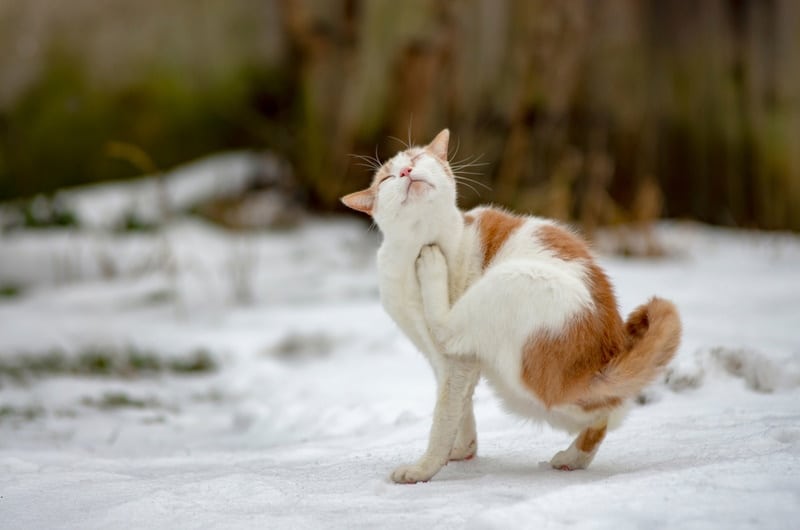 cat in the snow scratching itself