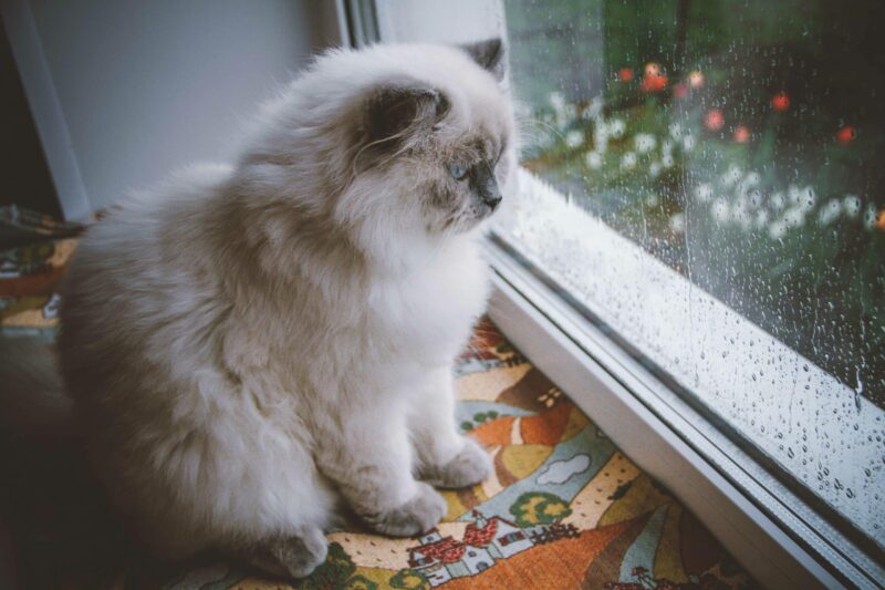 cat in the window watching the rain