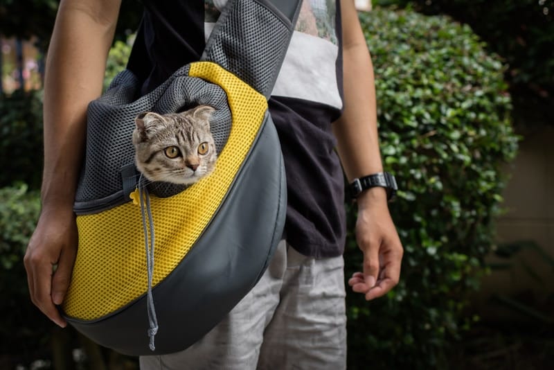 cat in travel pet carrier