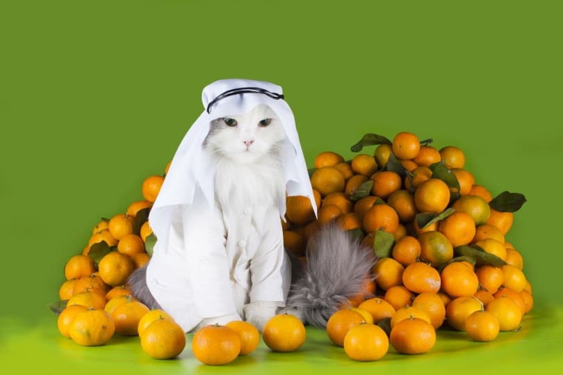 cat in white costume