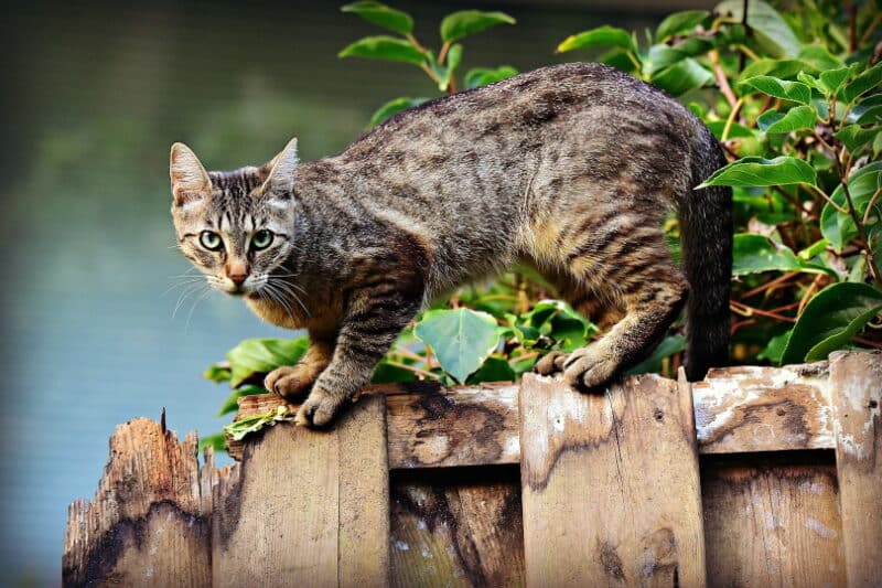 cat in wood_Mabel Amber_Pixabay