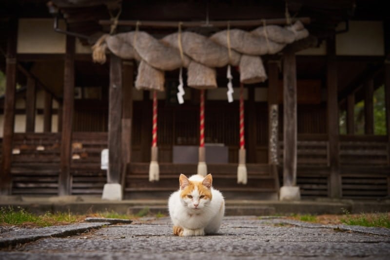 cat infront of Japanese shrine