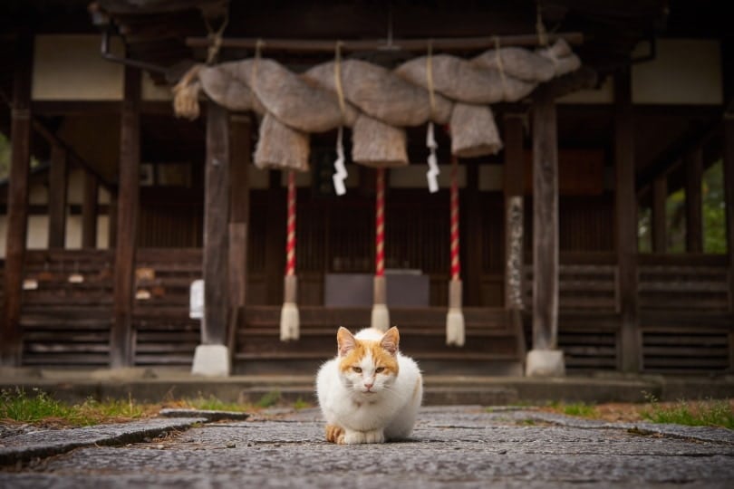 cat infront of japaanese shrine