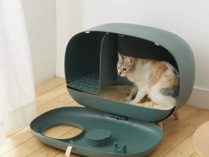 cat inside Sikoon MS Cat Litter Box