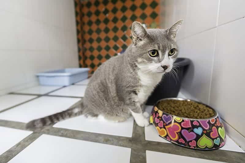 cat inside a pet boarding hotel