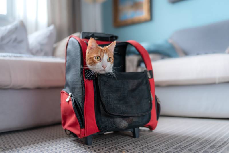 cat inside a red backpack