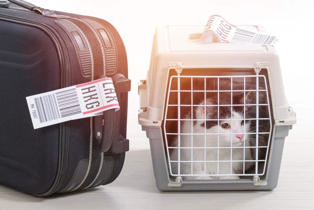 cat inside carrier beside luggage