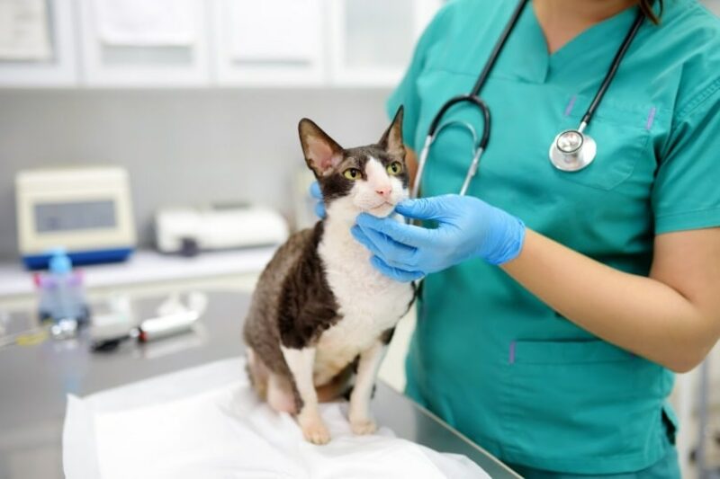 cat is being checked by a vet