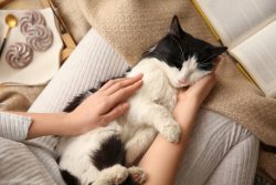 What Does It Mean When a Cat Purrs Loudly? Vet-Verified Facts & Reasons
