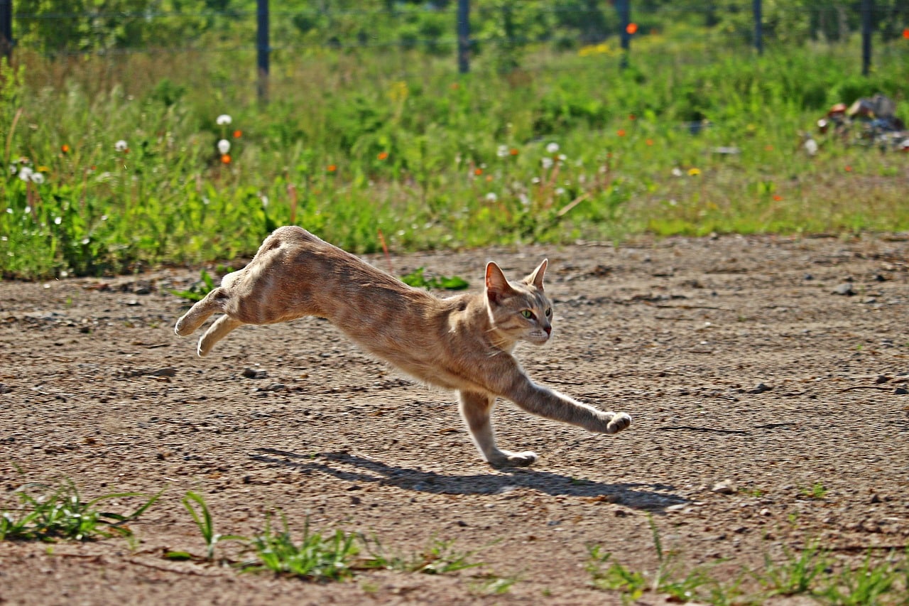 cat landed on its legs