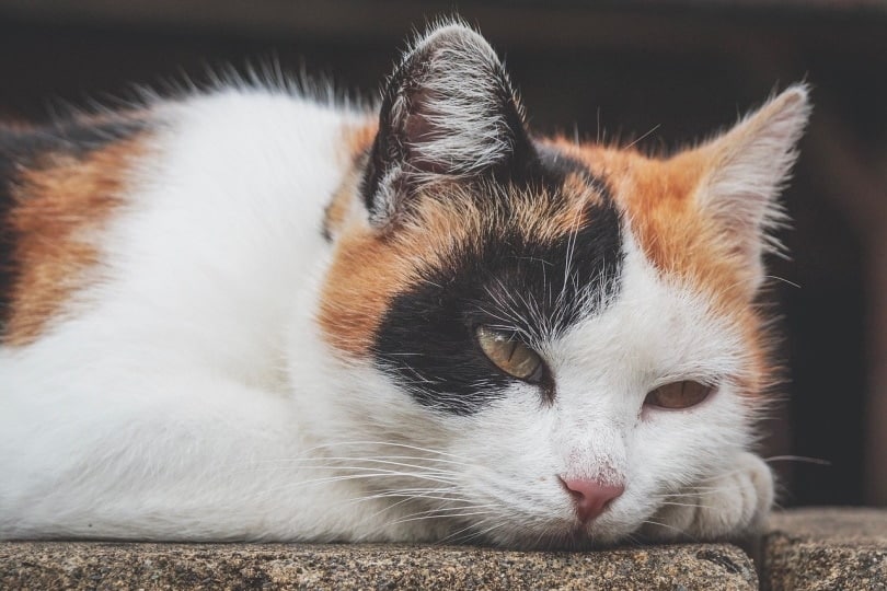 cat laying on stone steps