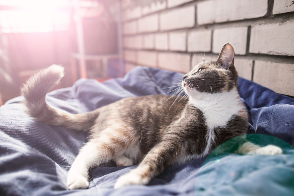 Cat wagging thumping tail in bed sunshine