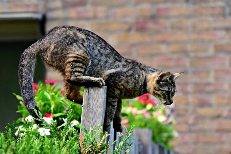 cat leaping over fence