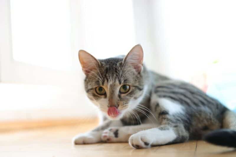 cat lick the floor